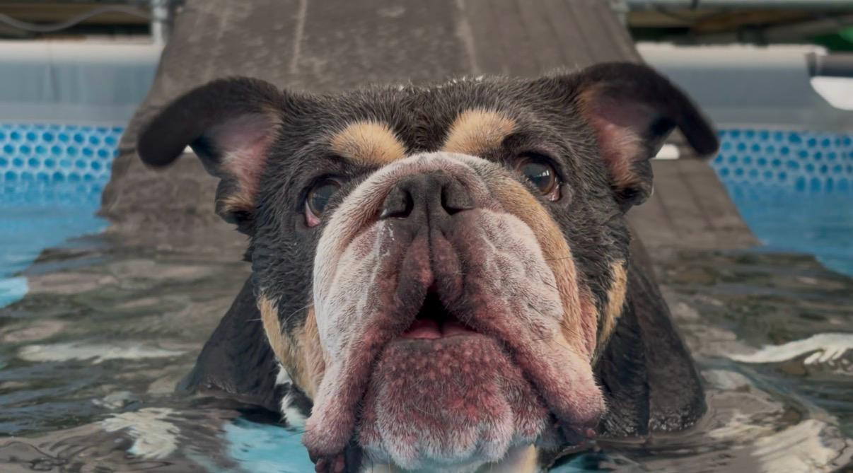 Dog swimming steadily across the indoor heated pool during a regular session