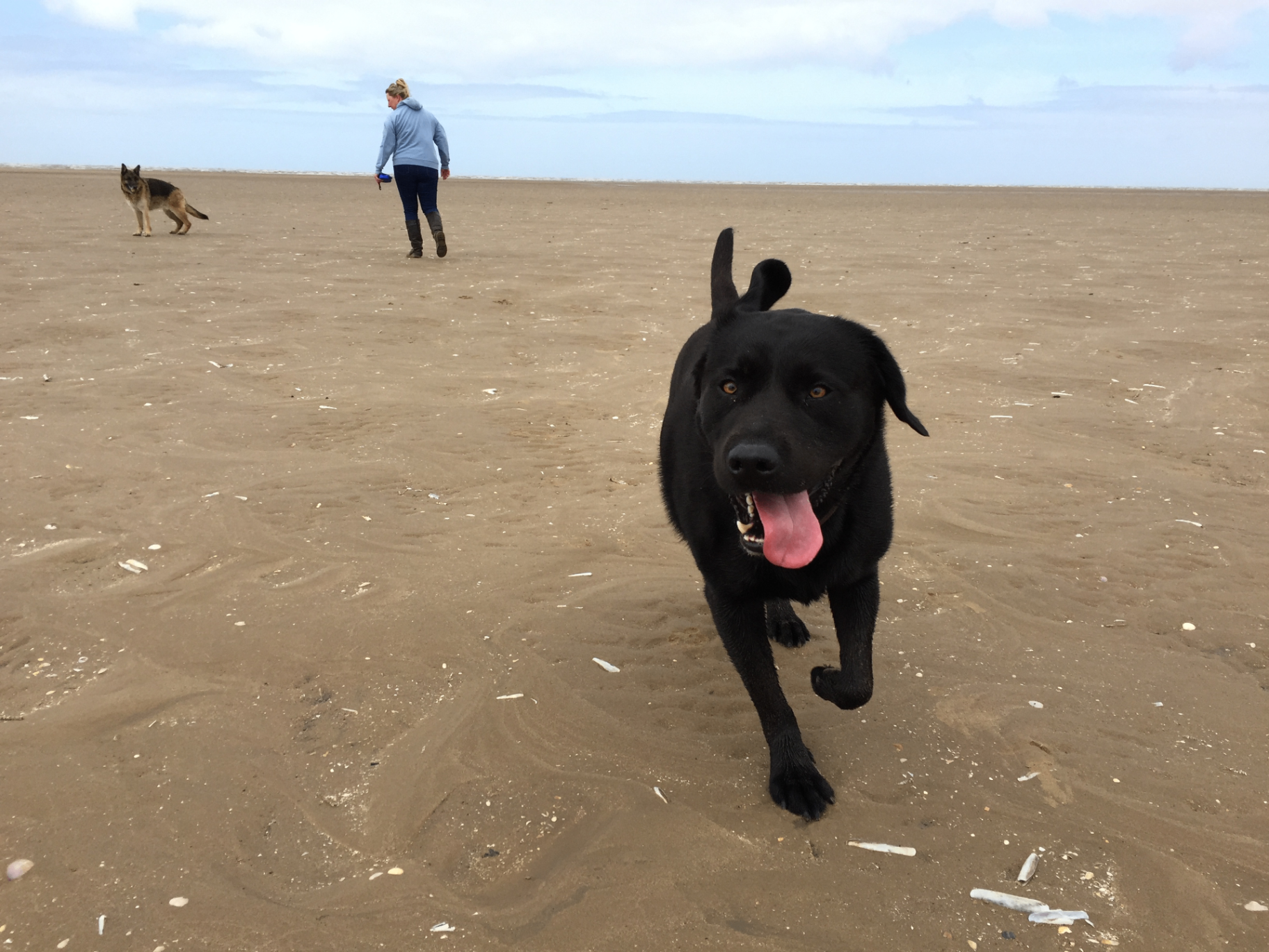 Dog running in shallow water at the coast, compared with indoor pool swimming