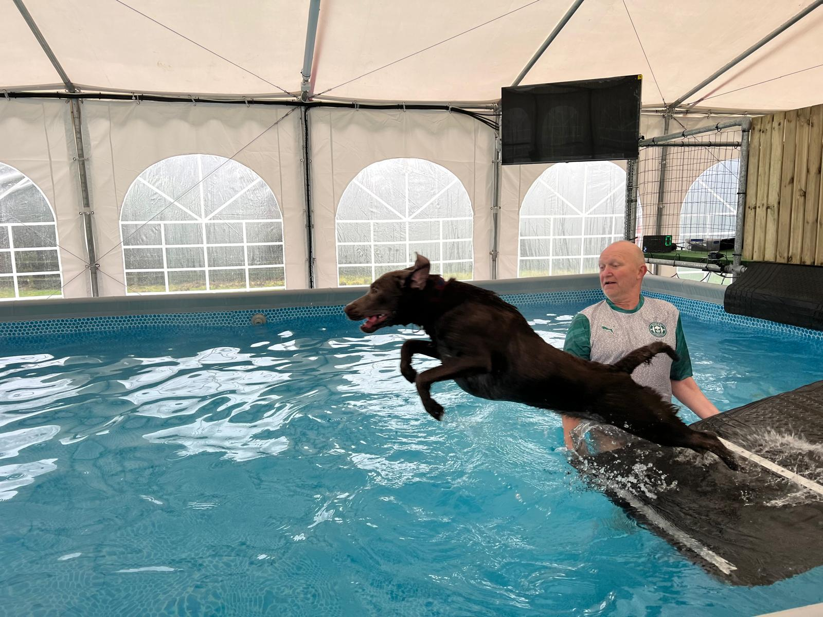 Dog leaping into the pool with owner watching