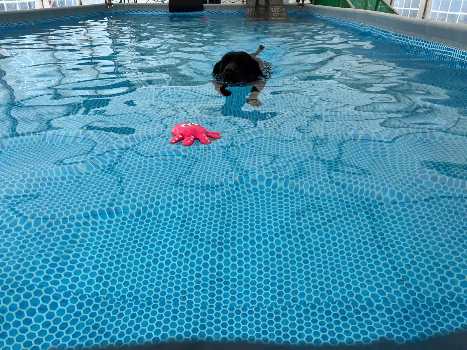 Young dog playing with a floating toy in the shallow end of the heated pool