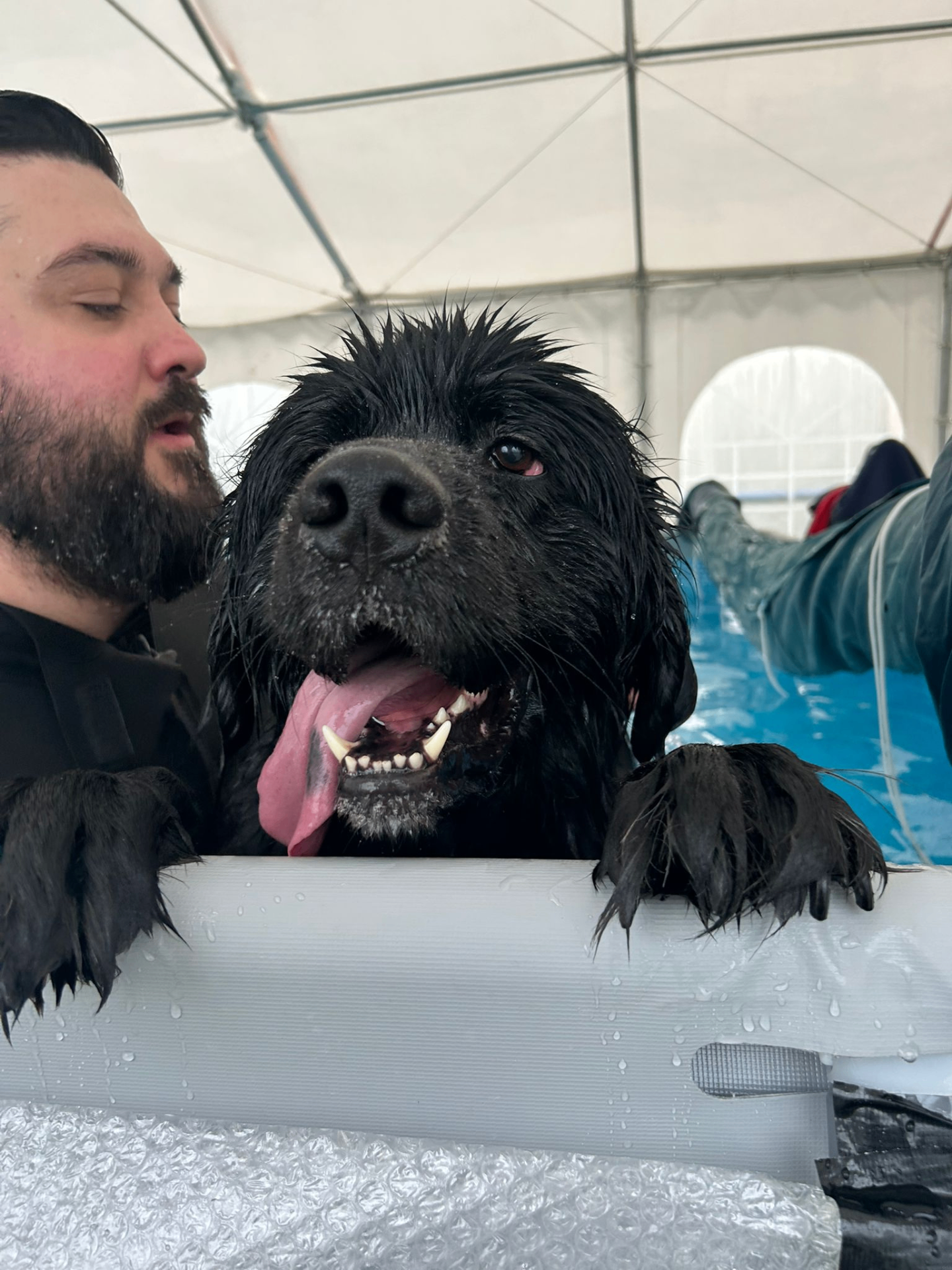 Dog swimming in the heated indoor pool during a private 30-minute session