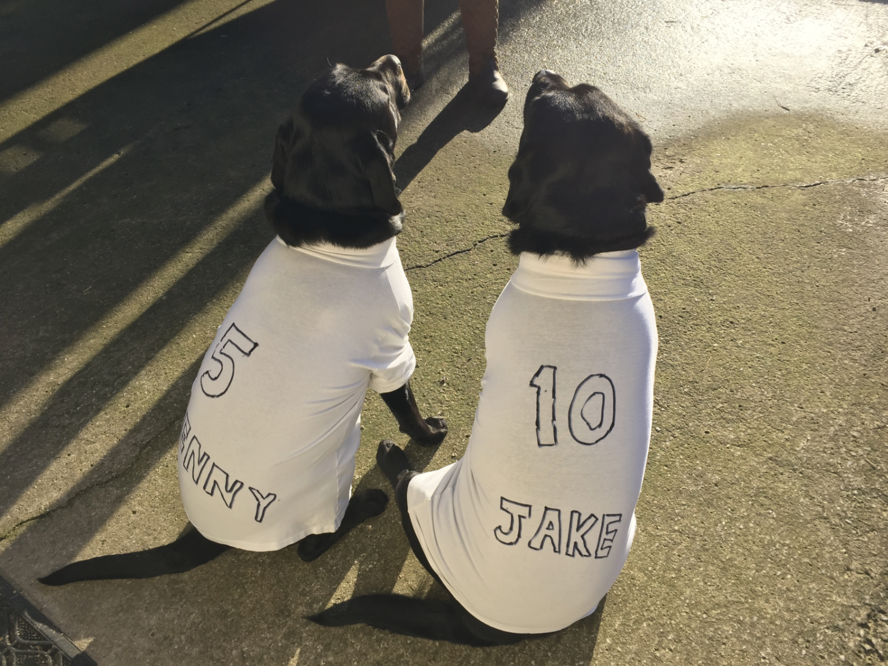 Dogs drying off in coats after finishing a swimming session