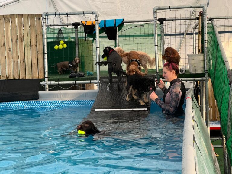 Several dogs swimming together during a group class in the indoor pool