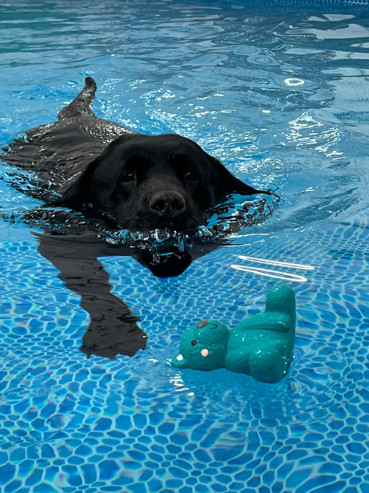 Labrador swimming through warm water in an indoor pool