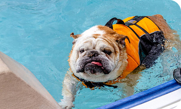 Rectangle13 A bulldog wearing a bright orange life jacket is swimming in a pool. The dog has its tongue out, looking content and focused as it paddles through the water. The clear blue water and the poolside edge add to the peaceful yet playful vibe of the moment.